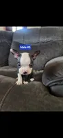 Number 5, a male Boston Terrier for sale in Riverside, CA – 1 of 7