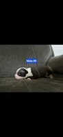 Number 5, a male Boston Terrier for sale in Riverside, CA – 2 of 4