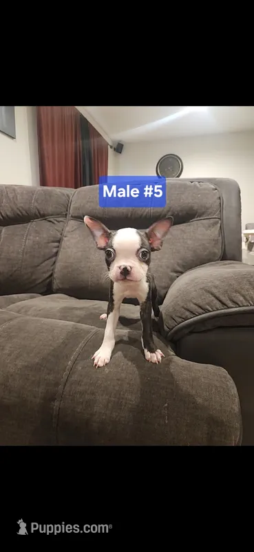 Number 5 – Boston Terrier puppy for sale in Riverside, CA