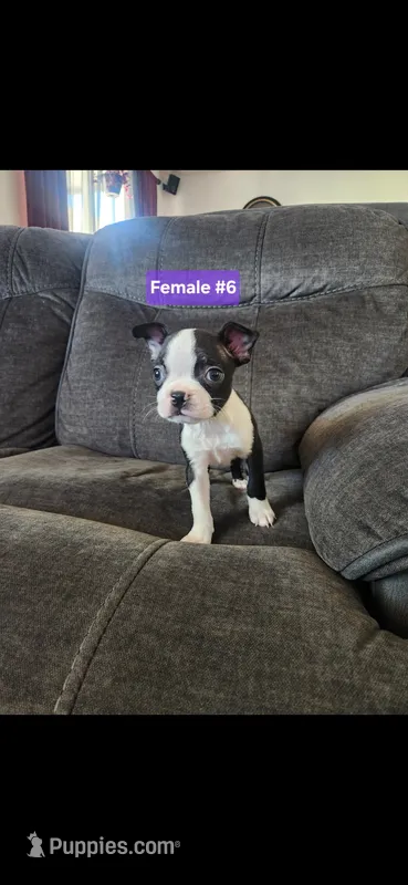 Number 6 – Boston Terrier puppy for sale in Riverside, CA