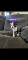 Number 6, a female Boston Terrier for sale in Riverside, CA – 1 of 8
