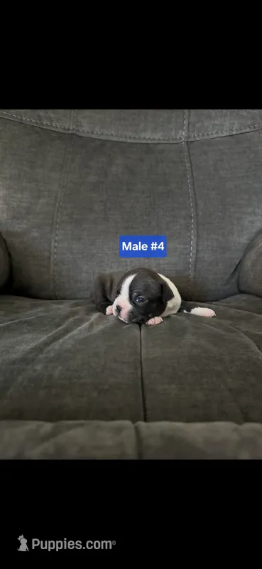 Number 4 – Boston Terrier puppy for sale in Riverside, CA