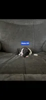 Number 4, a male Boston Terrier for sale in Riverside, CA – 1 of 2