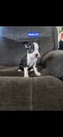 Number 7, a male Boston Terrier for sale in Riverside, CA – 4 of 4