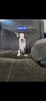 Number 5, a male Boston Terrier for sale in Riverside, CA – 2 of 7