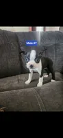 Number 7, a male Boston Terrier for sale in Riverside, CA – 3 of 4