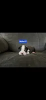 Number 7, a male Boston Terrier for sale in Riverside, CA – 3 of 3
