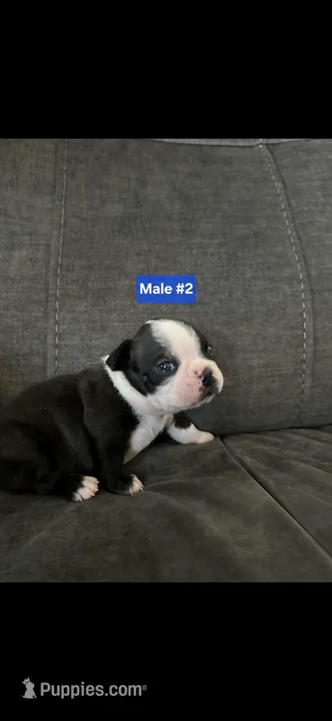 Number 2 – Boston Terrier puppy for sale in Riverside, CA