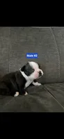 Number 2, a male Boston Terrier for sale in Riverside, CA – 1 of 4