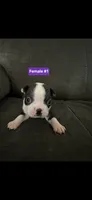 Number 1, a female Boston Terrier for sale in Riverside, CA – 3 of 3