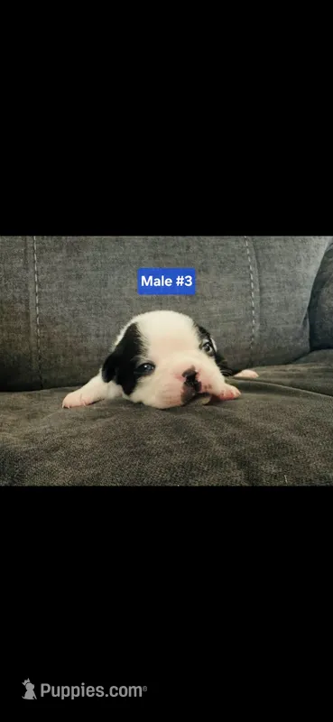 Number 3 – Boston Terrier puppy for sale in Riverside, CA