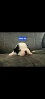 Number 3, a male Boston Terrier for sale in Riverside, CA – 1 of 4
