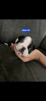 Number 2, a male Boston Terrier for sale in Riverside, CA – 2 of 4