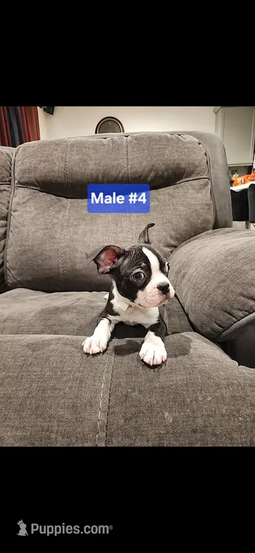 Number 4 – Boston Terrier puppy for sale in Riverside, CA