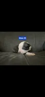 Number 5, a male Boston Terrier for sale in Riverside, CA – 4 of 4
