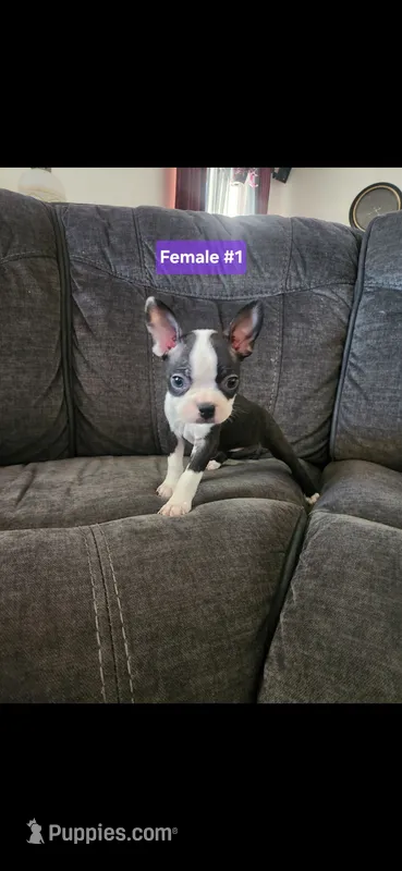 Number 1 – Boston Terrier puppy for sale in Riverside, CA