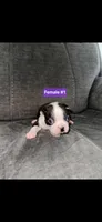 Number 1, a female Boston Terrier for sale in Riverside, CA – 2 of 3