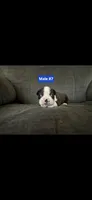 Number 7, a male Boston Terrier for sale in Riverside, CA – 2 of 3