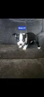 Number 7, a male Boston Terrier for sale in Riverside, CA – 2 of 4