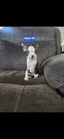 Number 5, a male Boston Terrier for sale in Riverside, CA – 5 of 7