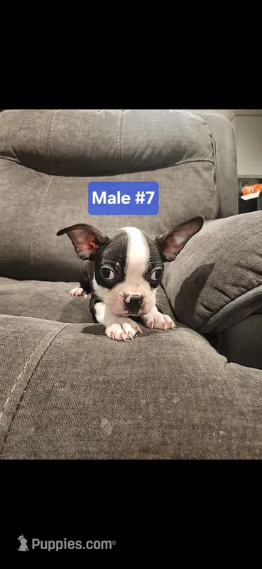 Number 7 – Boston Terrier puppy for sale in Riverside, CA