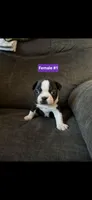 Talula, a male Boston Terrier for sale in Riverside, CA – Photo 3 of 3