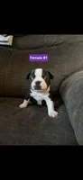 Talula, a male Boston Terrier for sale in Riverside, CA – Photo 2 of 3