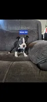 Number 4, a male Boston Terrier for sale in Riverside, CA – 4 of 5