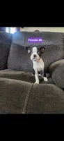 Number 6, a female Boston Terrier for sale in Riverside, CA – 2 of 8