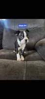 Number 4, a male Boston Terrier for sale in Riverside, CA – 5 of 5