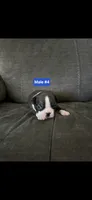 Number 4, a male Boston Terrier for sale in Riverside, CA – 2 of 2
