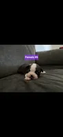Number 6, a female Boston Terrier for sale in Riverside, CA – 3 of 3