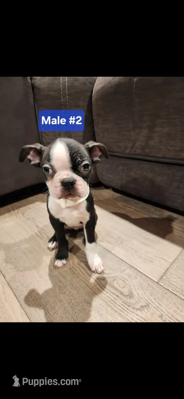Number 2 – Boston Terrier puppy for sale in Riverside, CA