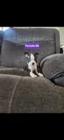 Number 6, a female Boston Terrier for sale in Riverside, CA – 7 of 8