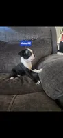 Number 2, a male Boston Terrier for sale in Riverside, CA – 4 of 5