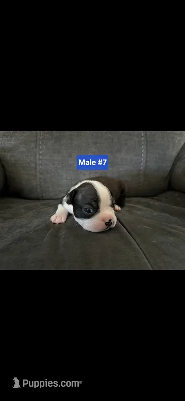 Number 7 – Boston Terrier puppy for sale in Riverside, CA