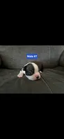 Number 7, a male Boston Terrier for sale in Riverside, CA – 1 of 3