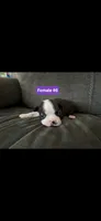 Number 6, a female Boston Terrier for sale in Riverside, CA – 2 of 3