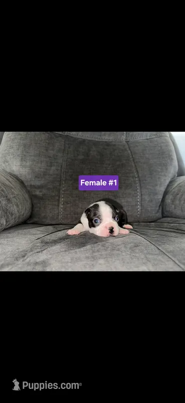Number 1 – Boston Terrier puppy for sale in Riverside, CA