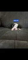 Number 3, a male Boston Terrier for sale in Riverside, CA – 3 of 4