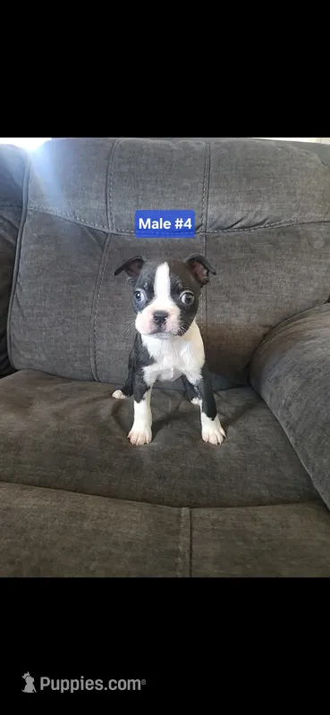 Number 4 – Boston Terrier puppy for sale in Riverside, CA