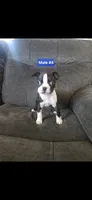 Number 4, a male Boston Terrier for sale in Riverside, CA – 1 of 5