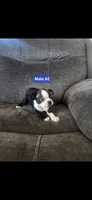 Number 2, a male Boston Terrier for sale in Riverside, CA – 2 of 5