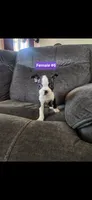 Number 6, a female Boston Terrier for sale in Riverside, CA – 5 of 8