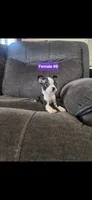 Number 6, a female Boston Terrier for sale in Riverside, CA – 3 of 8