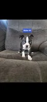 Number 4, a male Boston Terrier for sale in Riverside, CA – 3 of 5