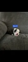 Number 3, a male Boston Terrier for sale in Riverside, CA – 2 of 4