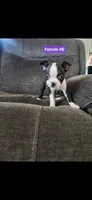 Number 6, a female Boston Terrier for sale in Riverside, CA – 4 of 8