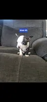 Number 5, a male Boston Terrier for sale in Riverside, CA – 4 of 7