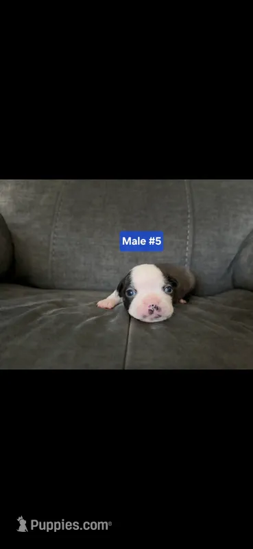 Number 5 – Boston Terrier puppy for sale in Riverside, CA